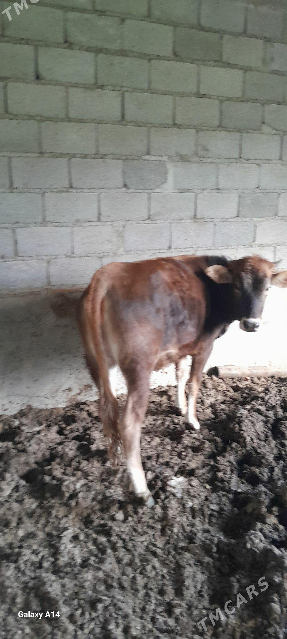 ruwe - Bäherden - img 1