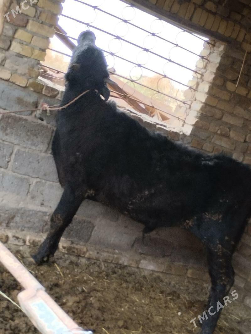 Okiz - Туркменабат - img 1