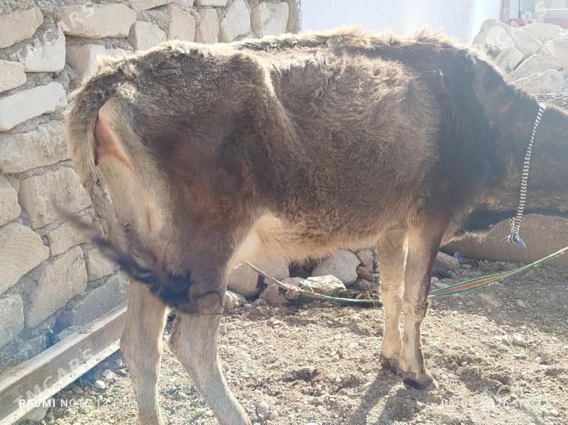 Sygyr goleli - Balkanabat - img 1