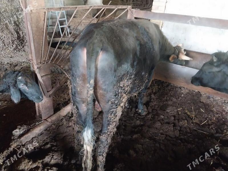 Okuz - Çärjew - img 1