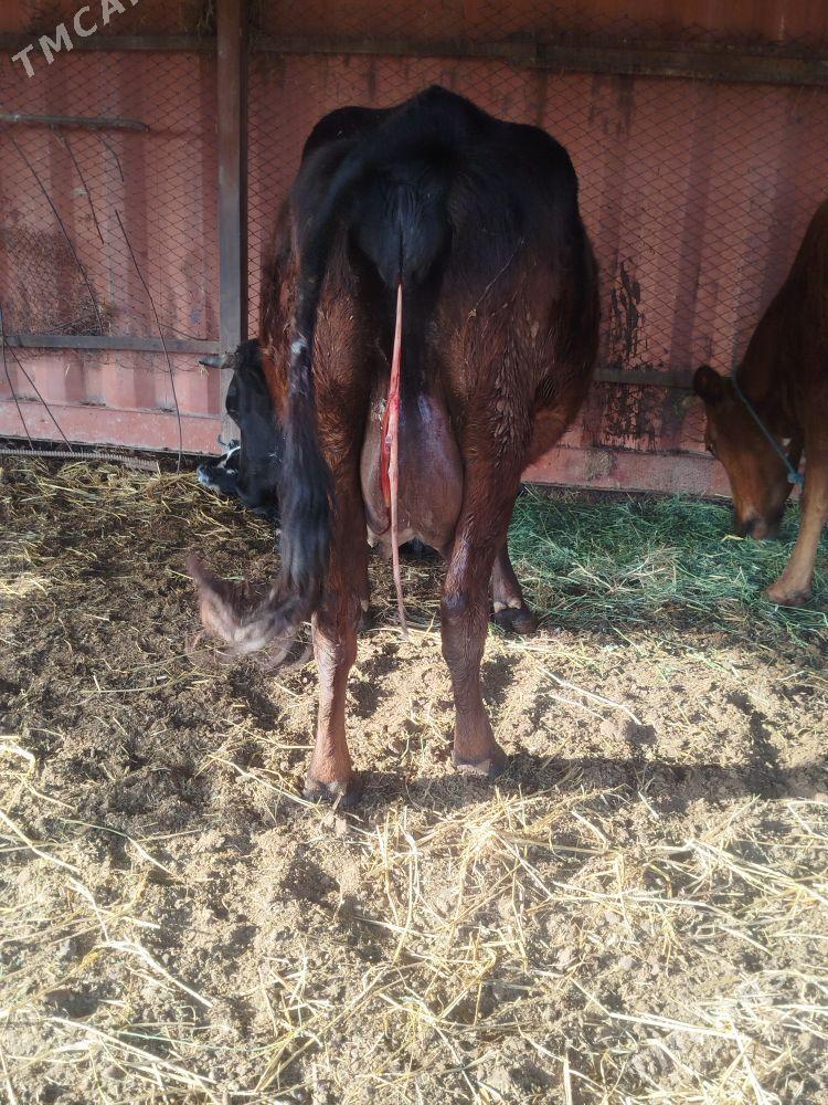 saglyk sygyr - Туркменабат - img 1