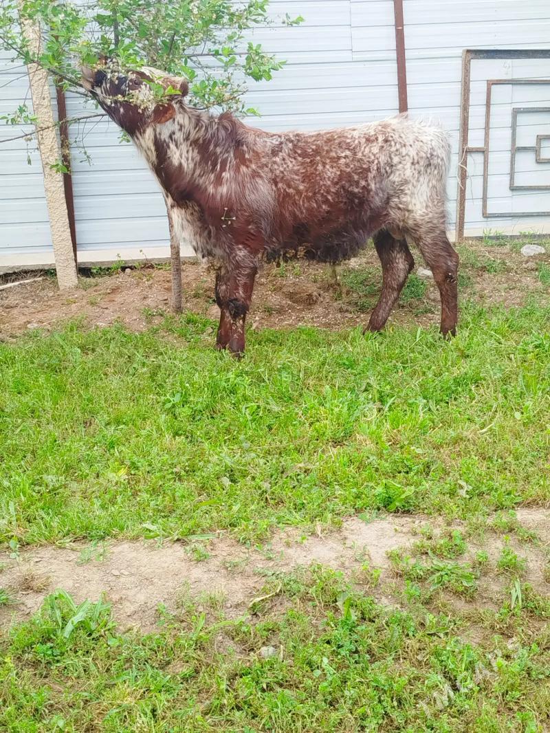 Öküz - Aşgabat - img 1