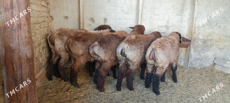 Tokly - Анев - img 1