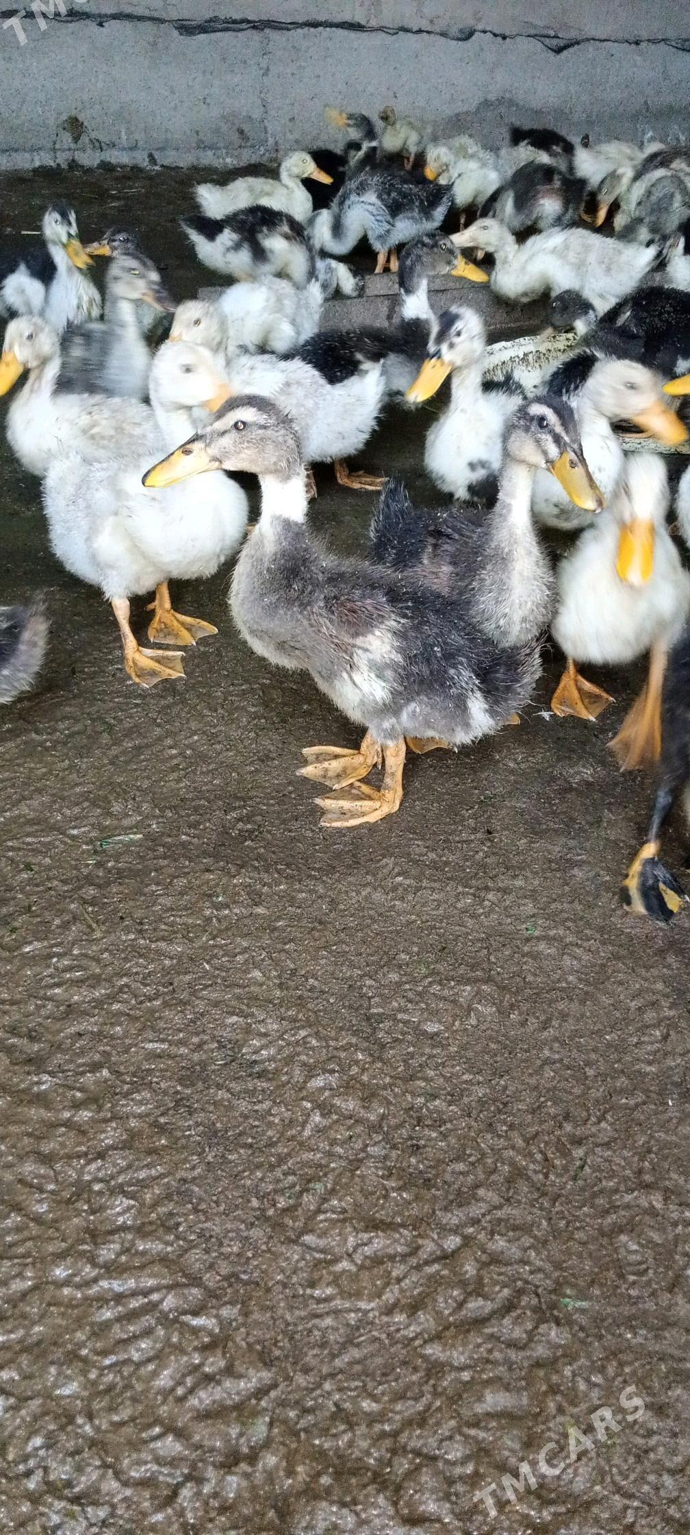 Ordek - Tejen - img 1