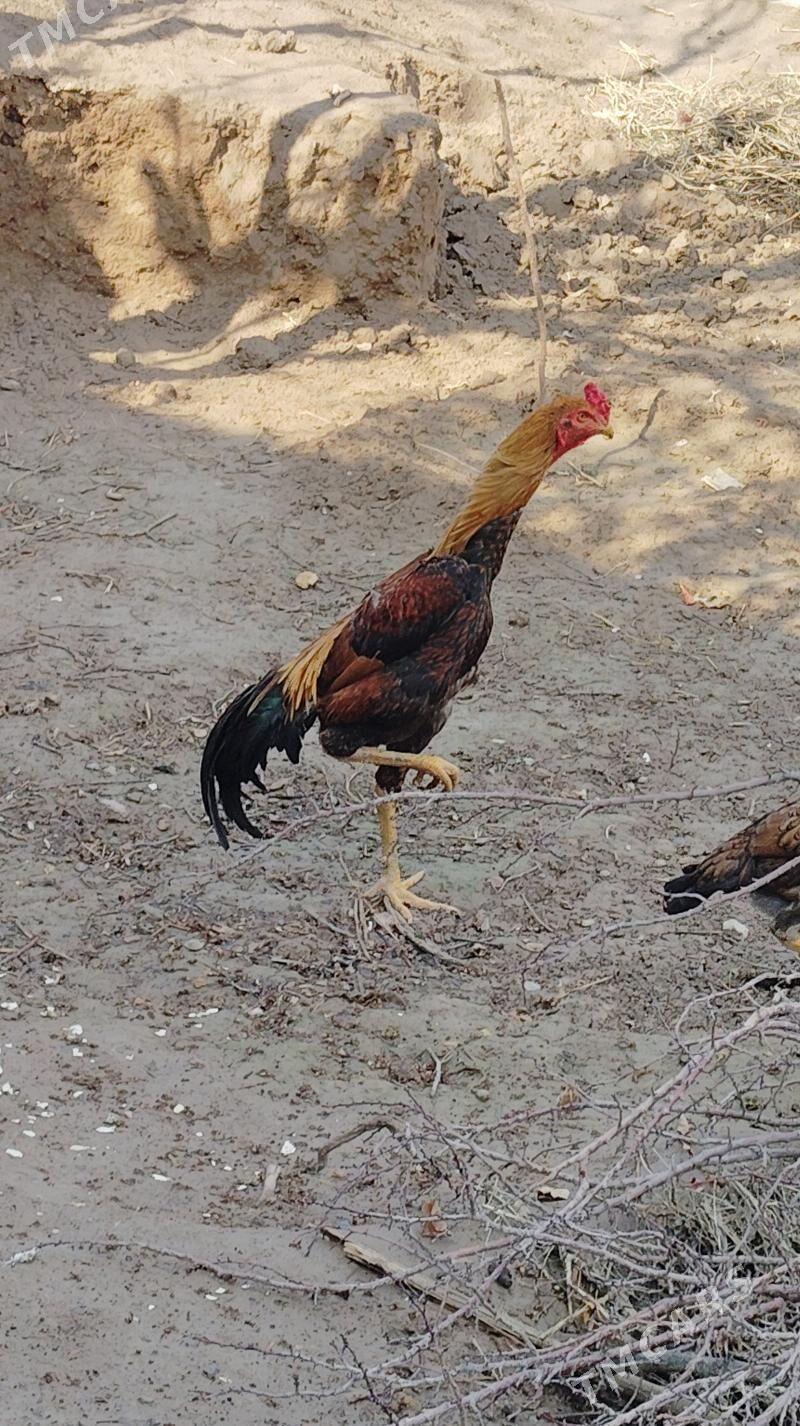 horaz - Дашогуз - img 1