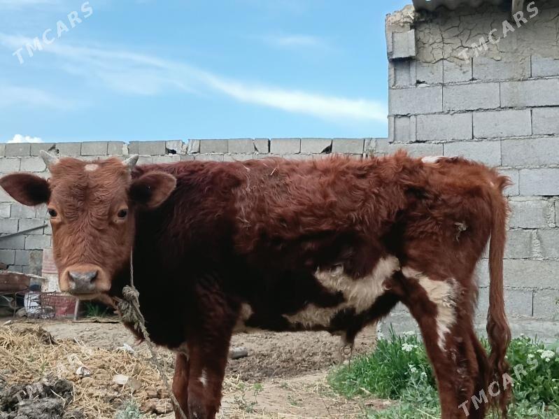 Okuz - Bäherden - img 1