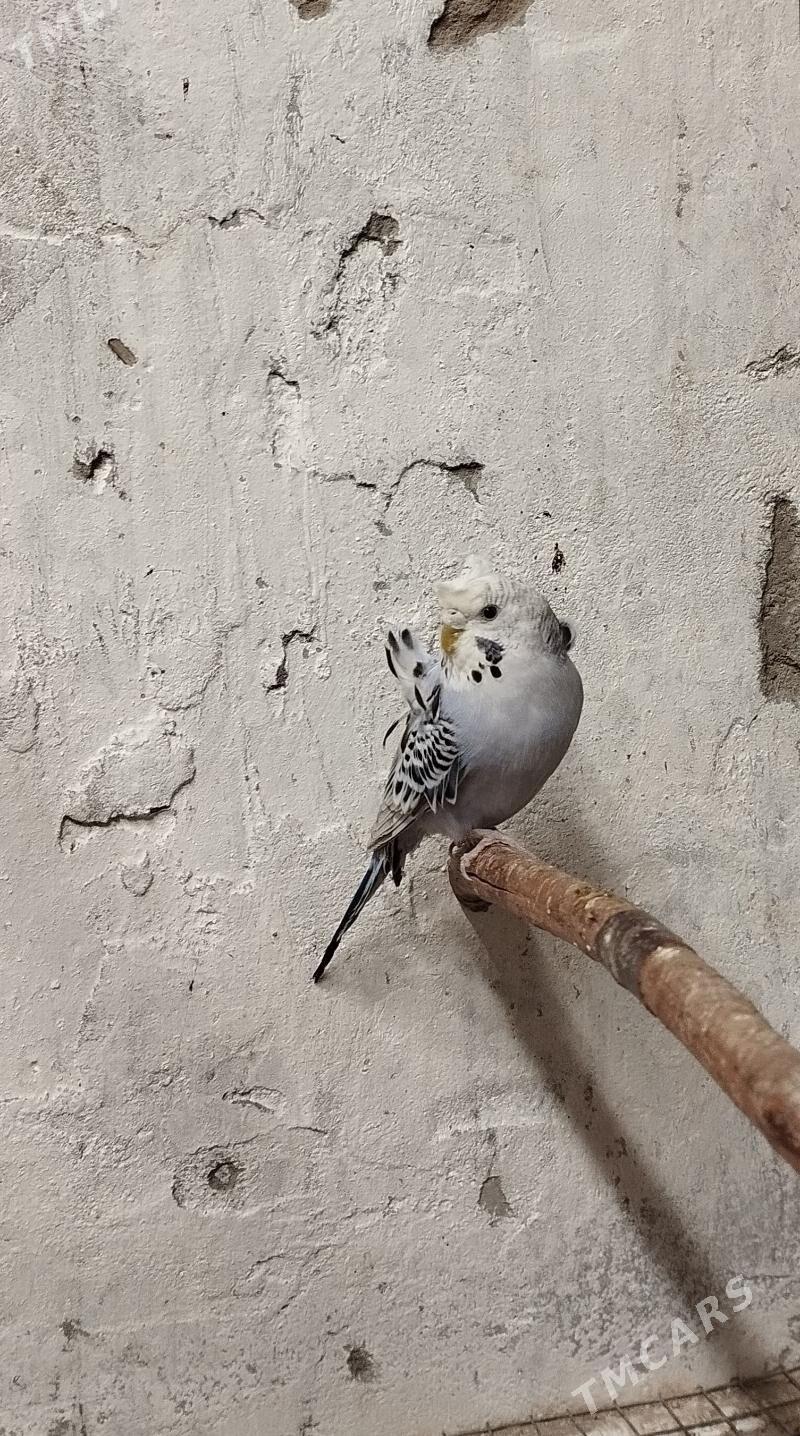 Popugay kebelek - Ашхабад - img 1