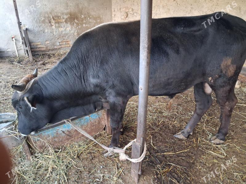 окиз - Туркменабат - img 1