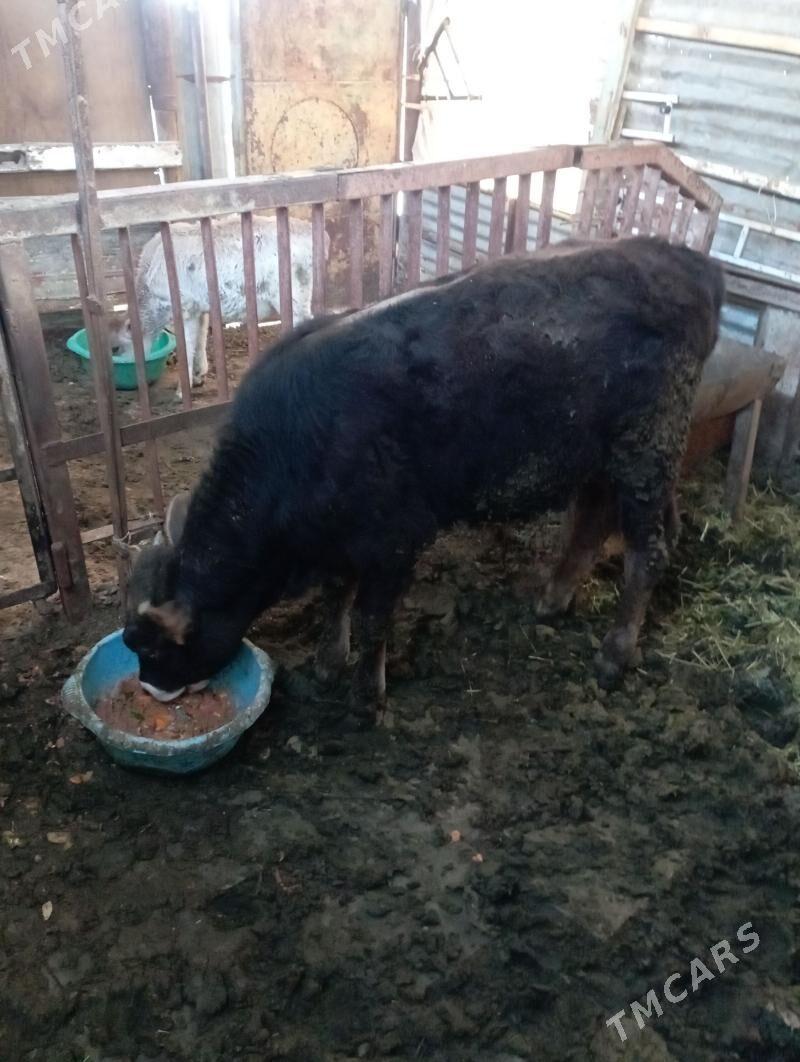 ÖKİZ.ŞWES - Garadamak - img 1