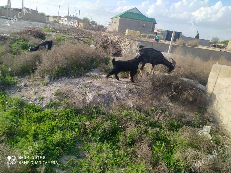 овлаклы гечи - Гызыларбат - img 1