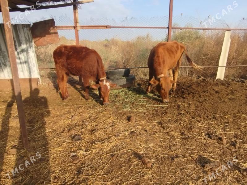 bogaz unajyn - Туркменабат - img 1