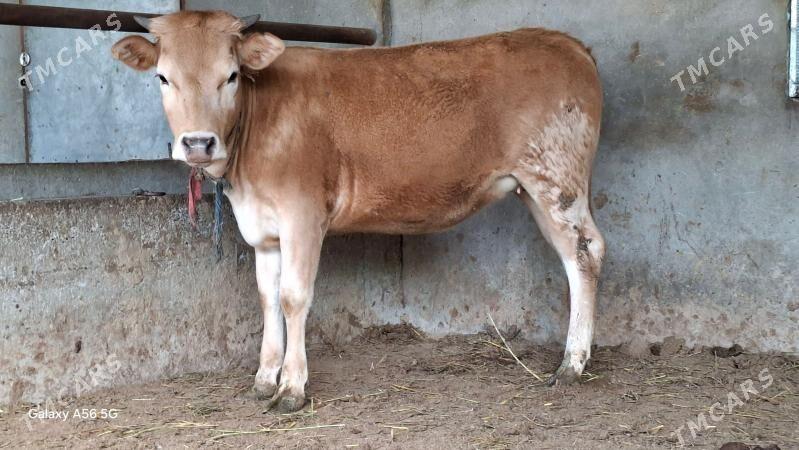 Swes tuwe - Бузмеин - img 1