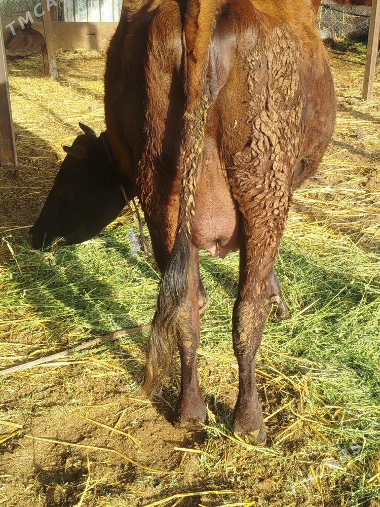 bogaz sygyr - Туркменабат - img 1