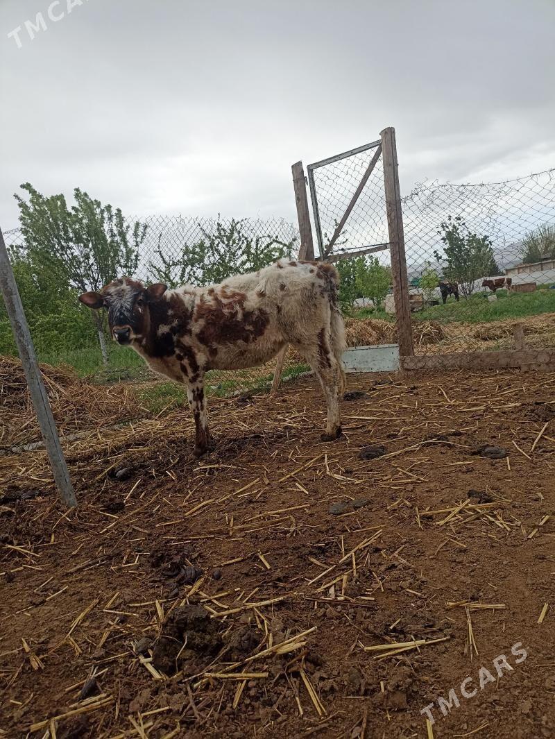 Tuweler - Яшлык - img 1