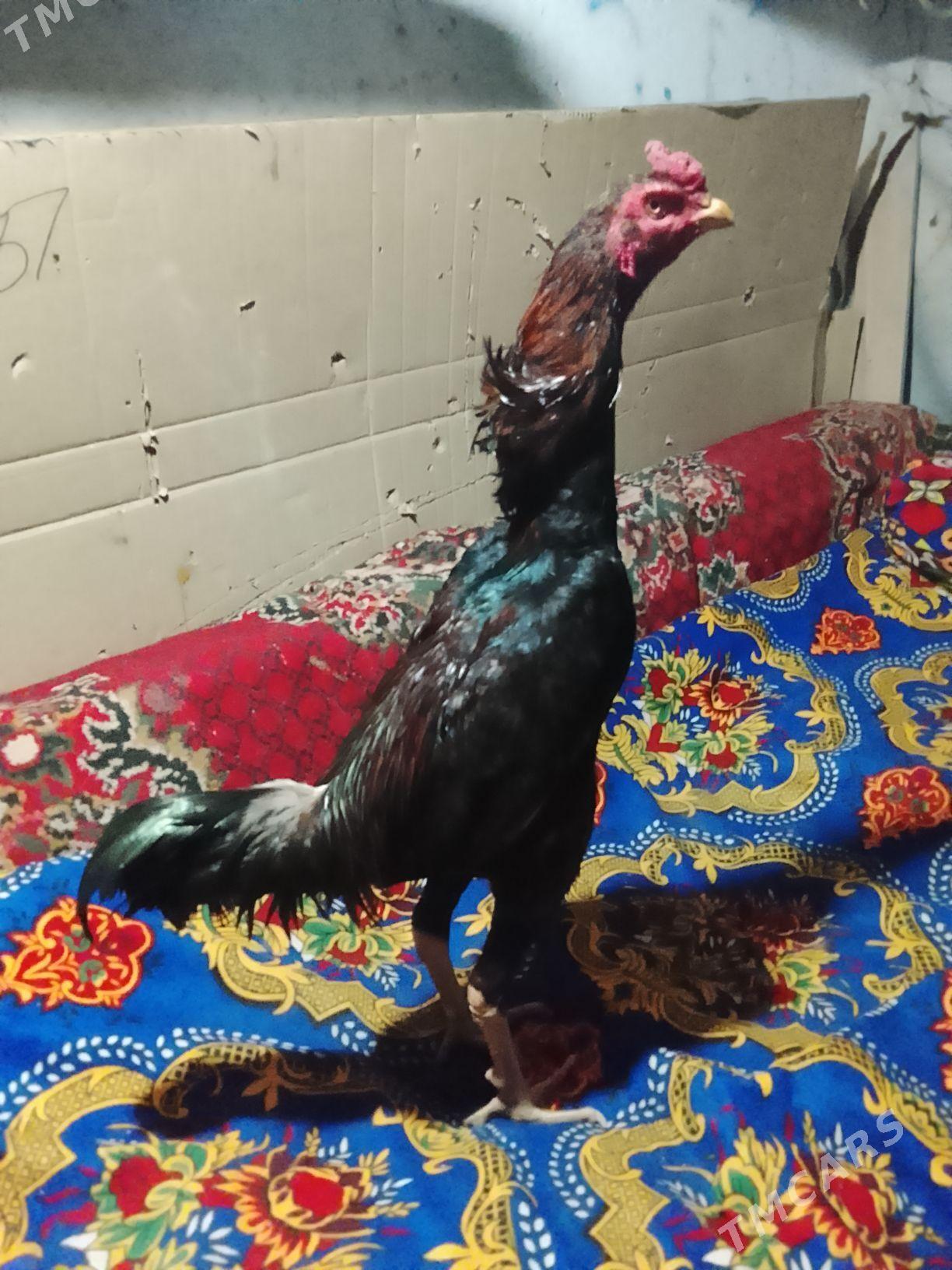 Horaz - Дашогуз - img 1