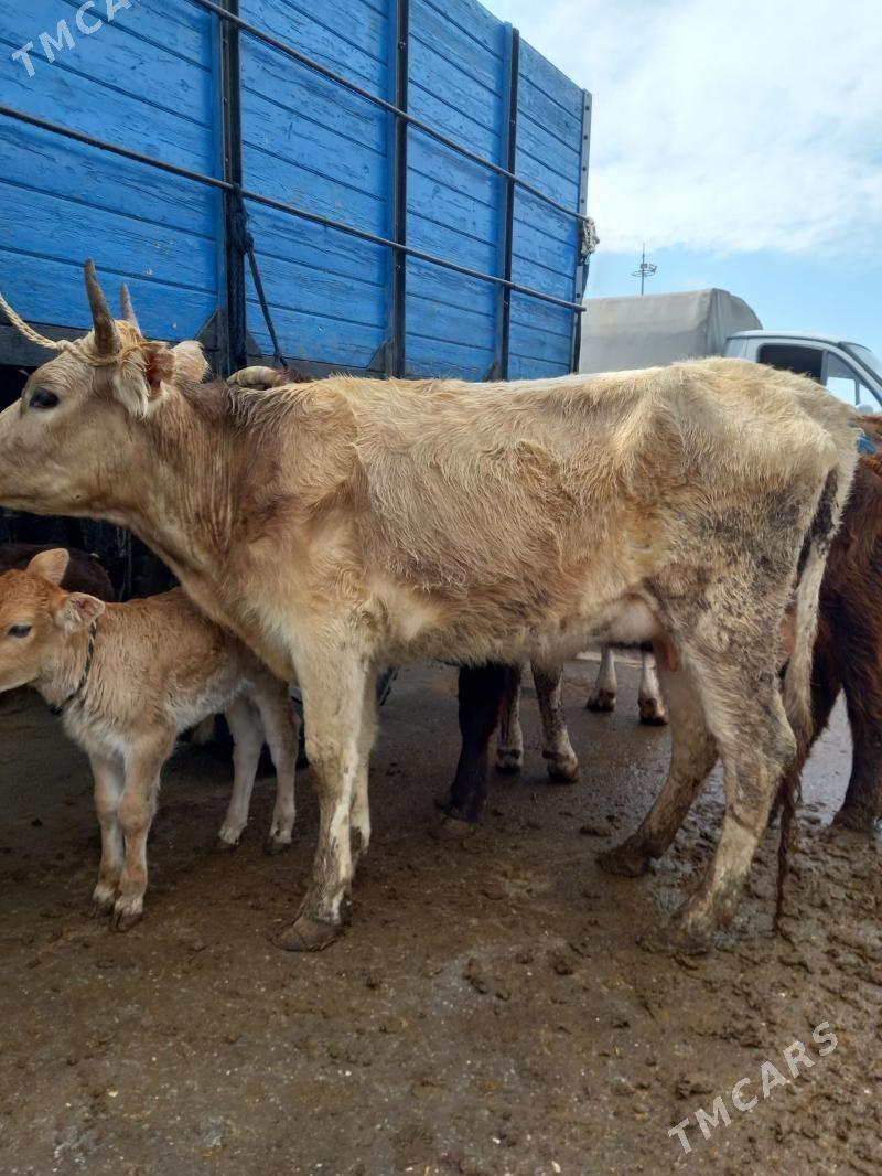 goleli sygyr - Гарадамак - img 1