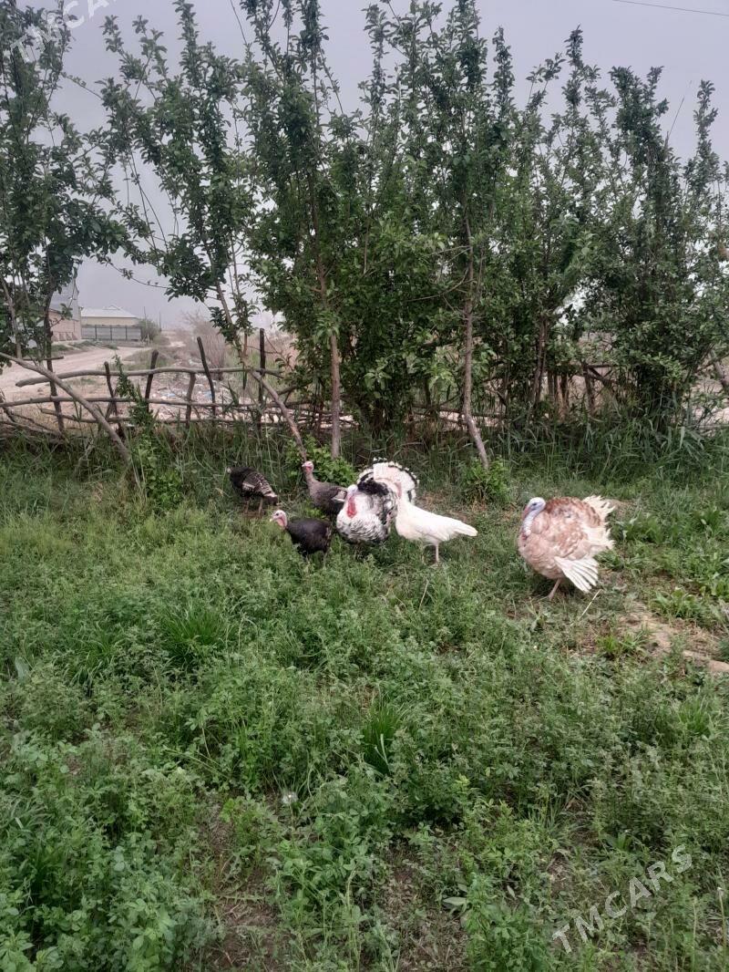 Induk - Mary - img 1