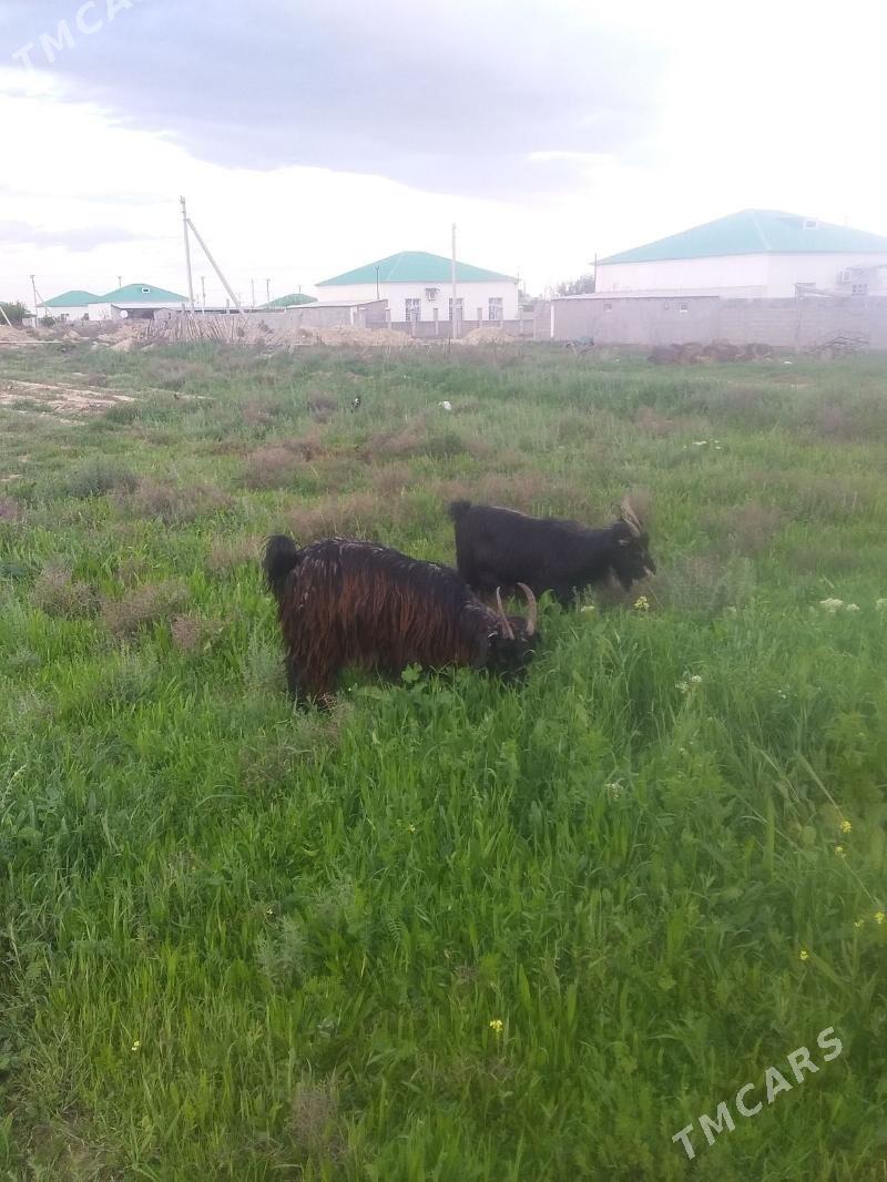 geciler - Гёкдепе - img 1