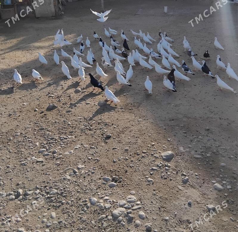 kepderi - Балканабат - img 1