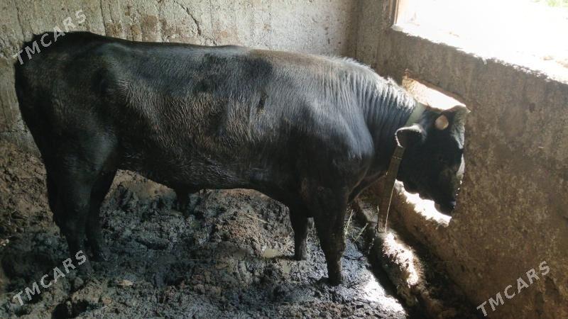 okuz - Багир - img 1