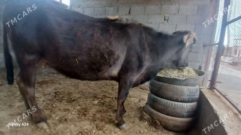 Bogaz sygyr - Bäherden - img 1