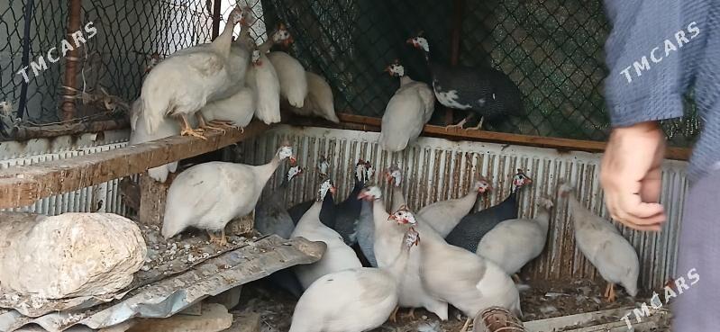 sizarka käkilik - Änew - img 1