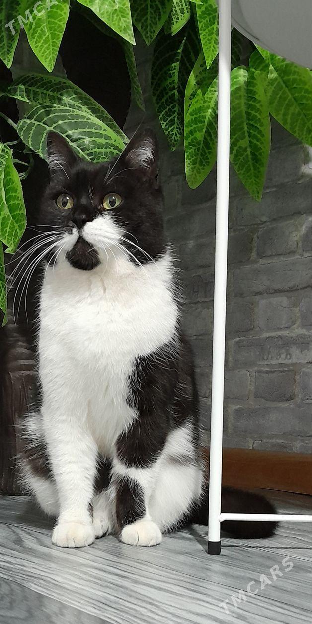 кошка на вязку - Ашхабад - img 1