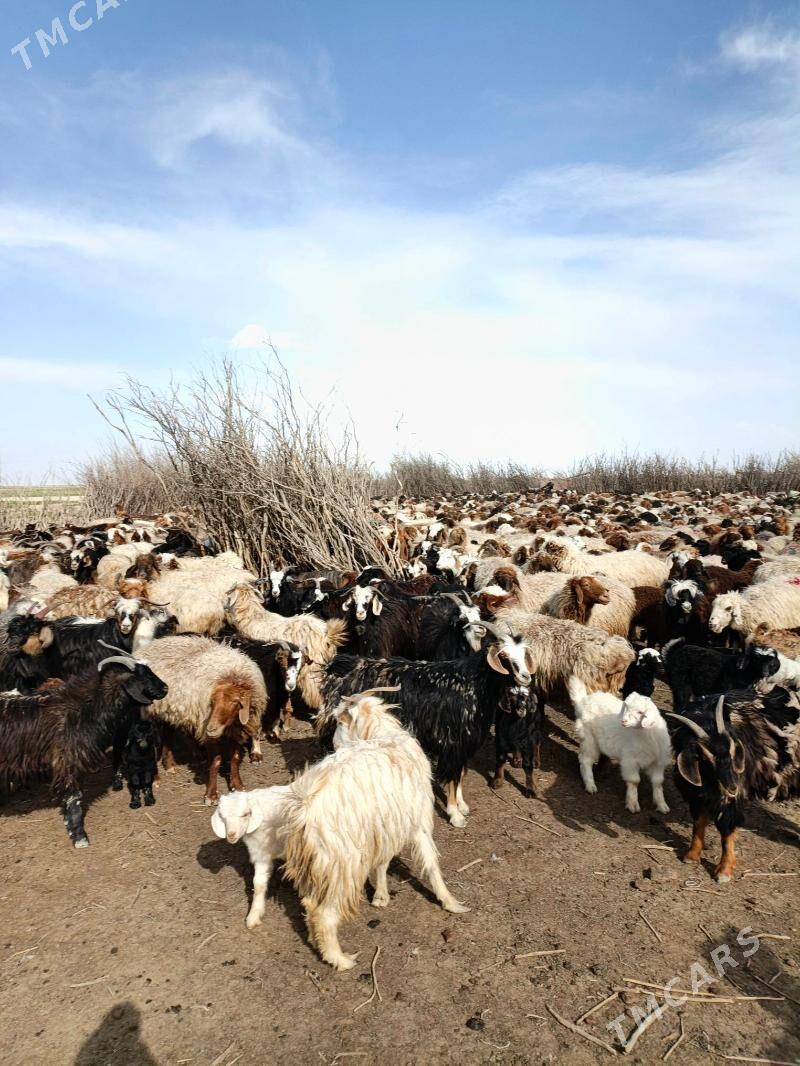 İssek dog erkec - Балканабат - img 1