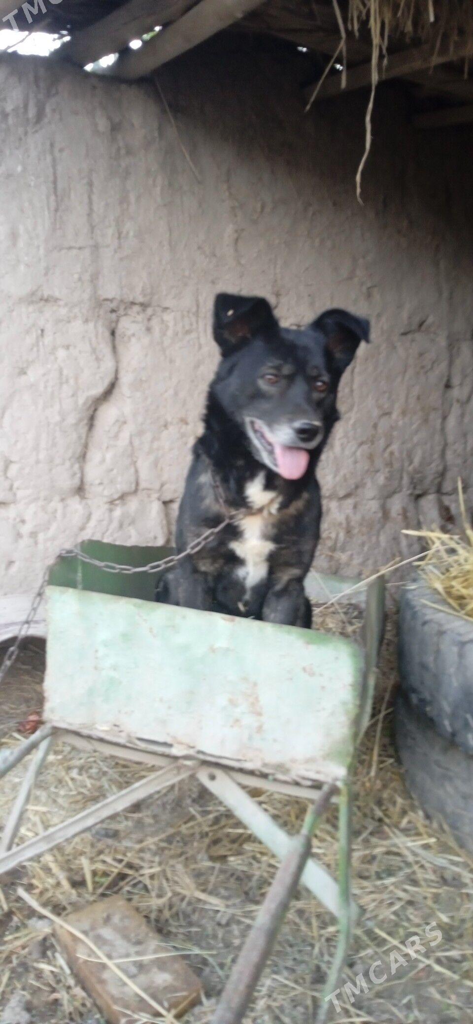 awcarka gatys - Çärjew - img 1