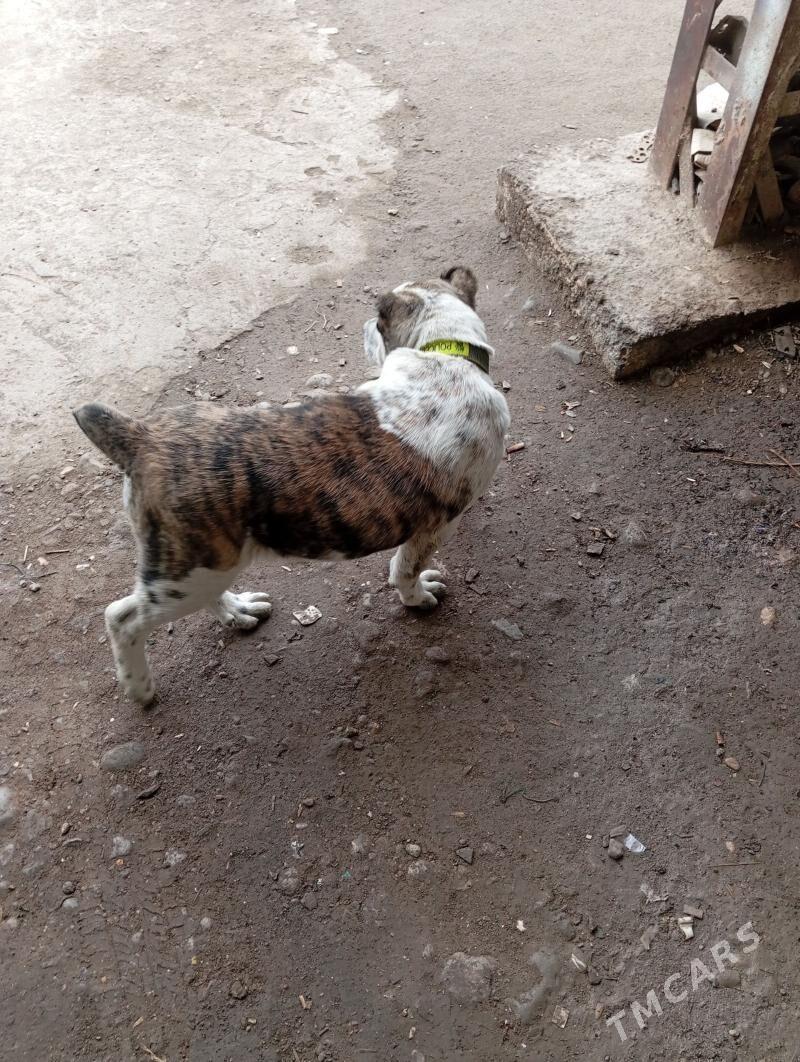 Turkmen it - Türkmenabat - img 1