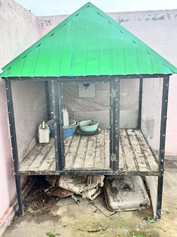 Ketek - Ýaşlyk - img 1