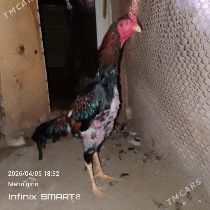 paroda horaz - Мары - img 1