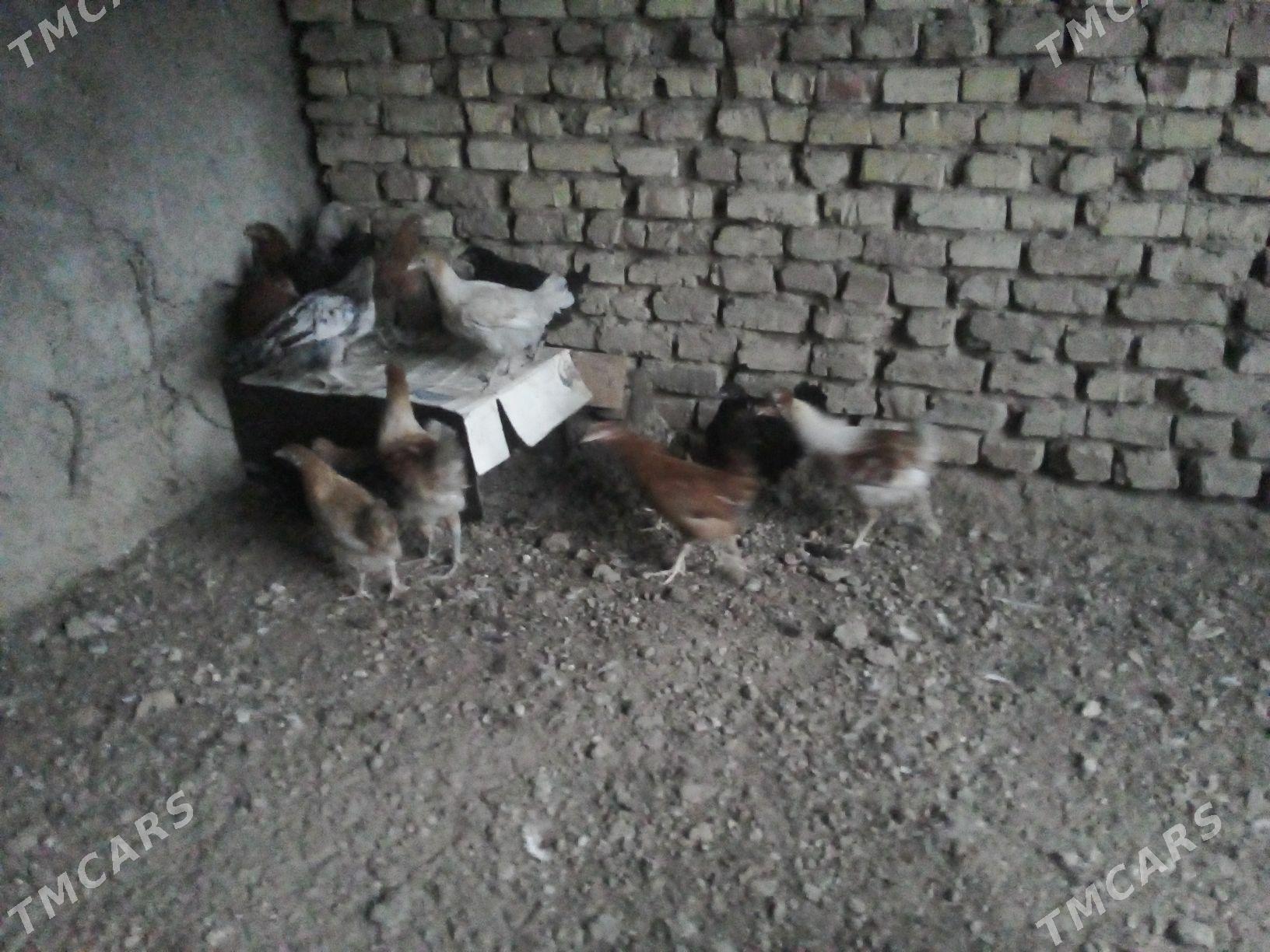 towuk juyje 4aylyk - Мары - img 1