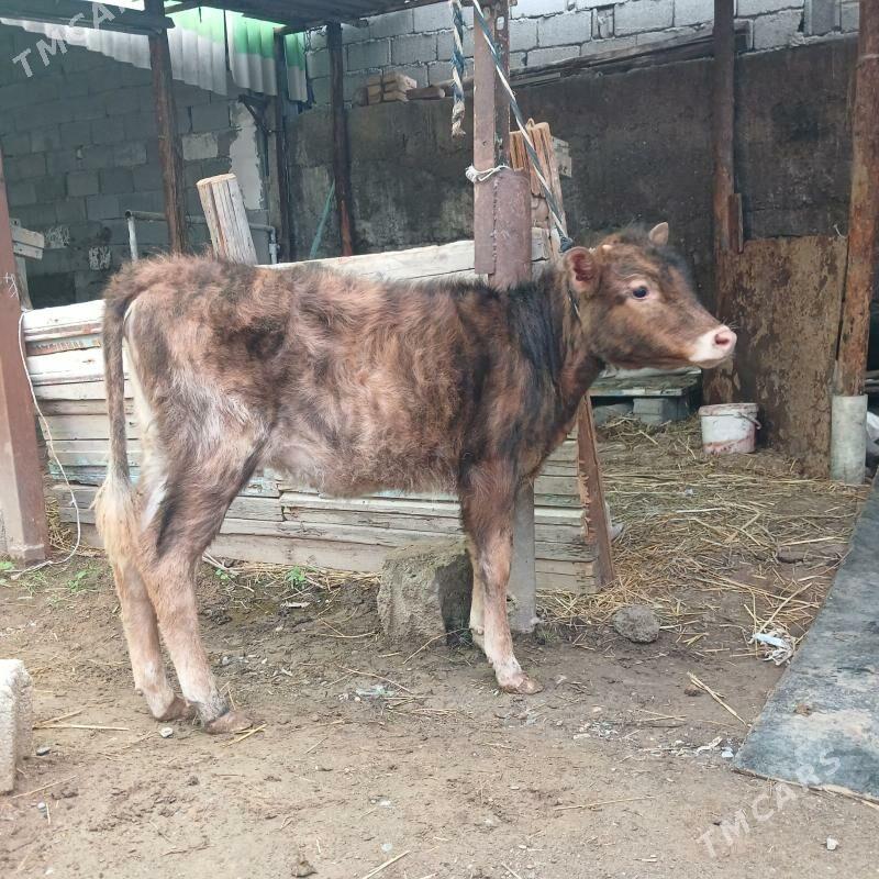 GÖLE - Бузмеин - img 1