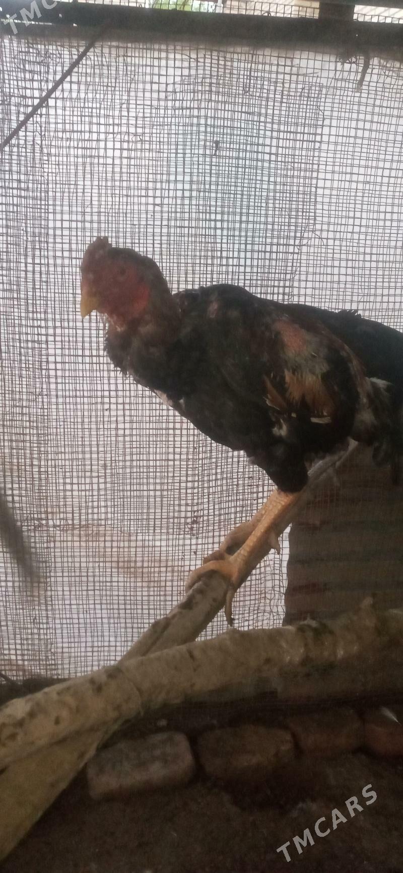 baýsy - Сакар - img 1