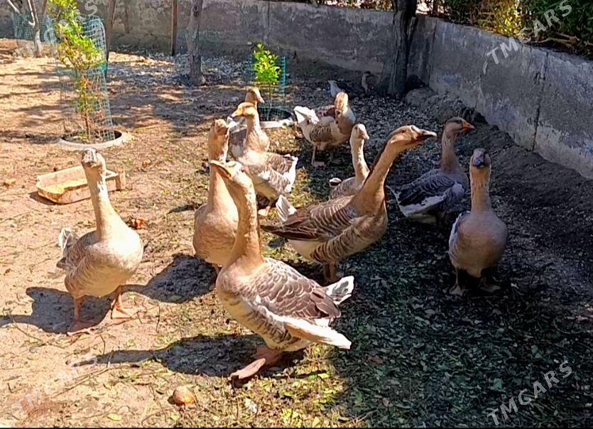 Gus Horaz çalyşjak - Гёкдепе - img 1