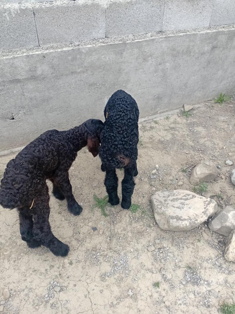 guzy - Bäherden - img 1