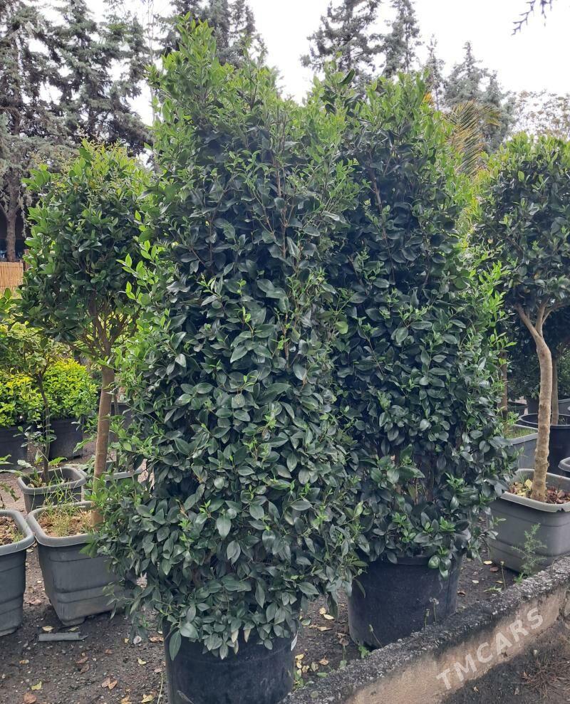 Burçina Бурчина - Ашхабад - img 1