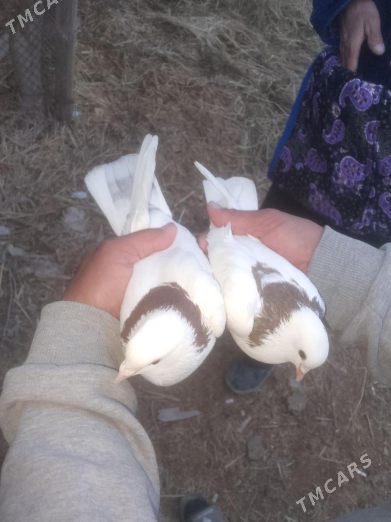 kepderi - Туркменабат - img 1