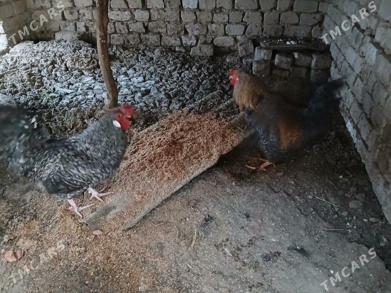 Horaz - Мары - img 1