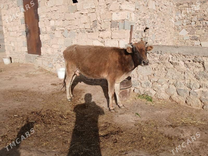 sygyr - Gyzylarbat - img 1