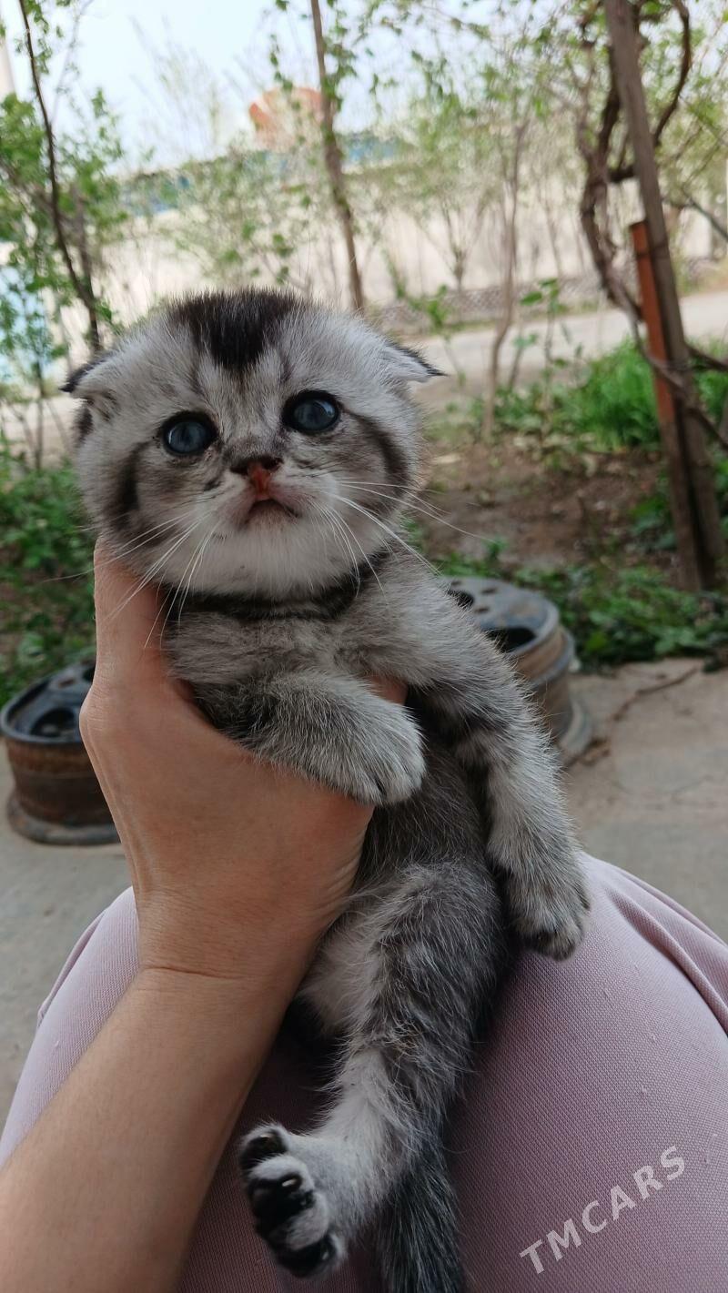 котята - Türkmenabat - img 1