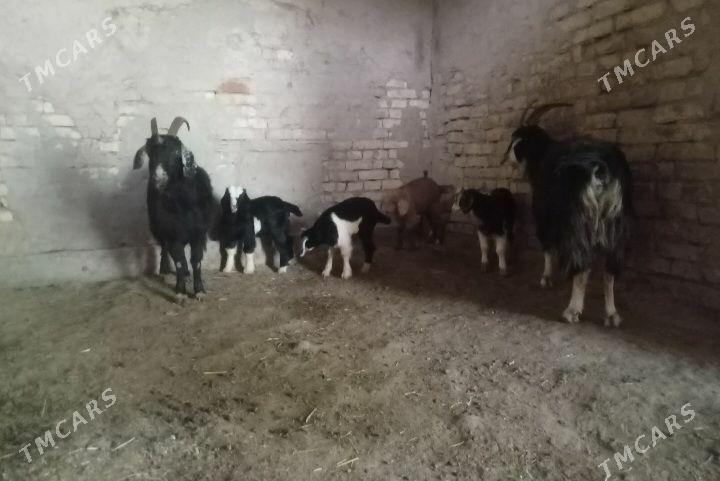 Ekiz owlakly geciler - Байрамали - img 1