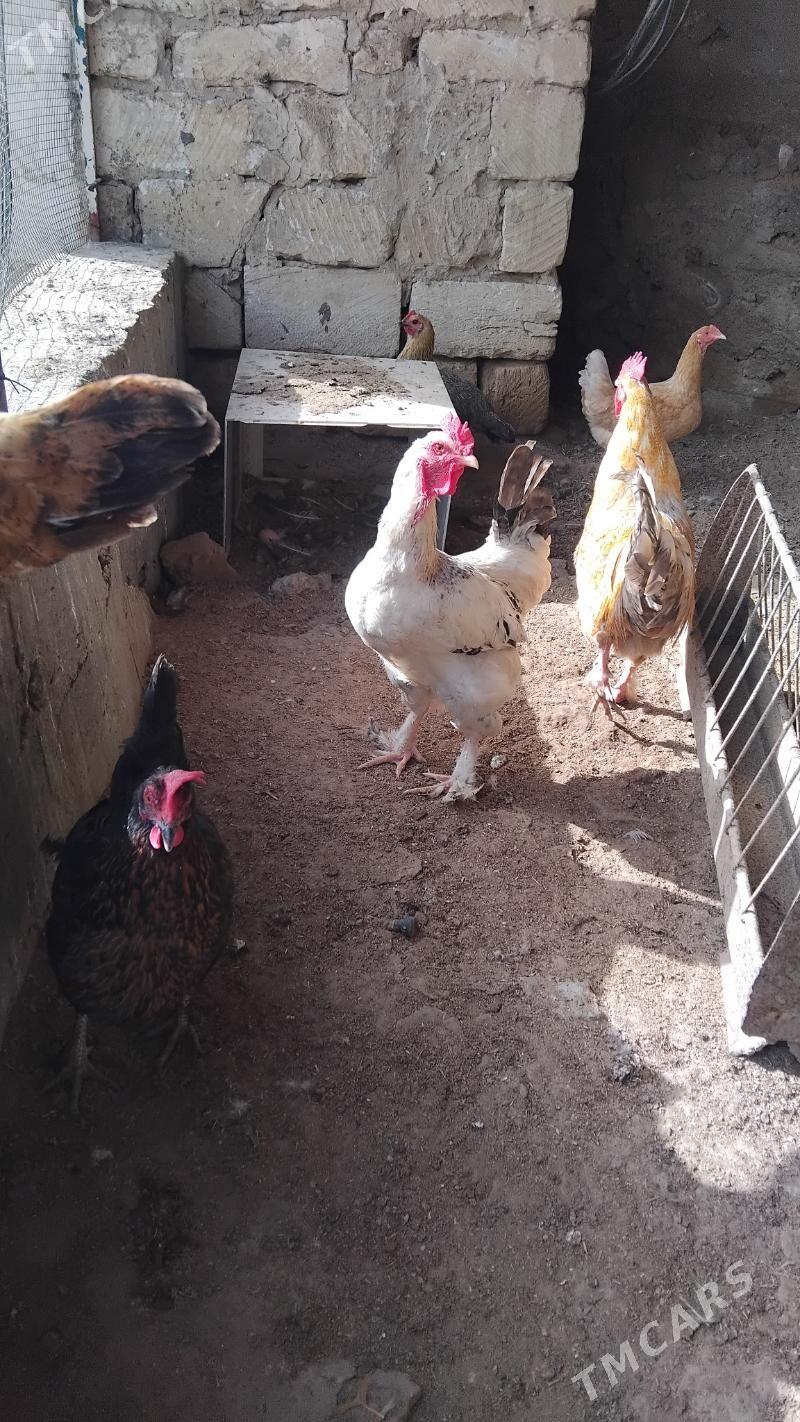 horaz - Гумдаг - img 1