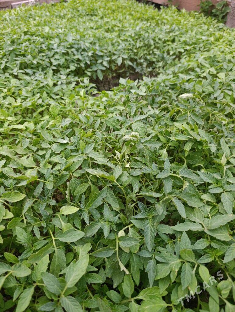 pamidor çitil - Бахарден - img 1