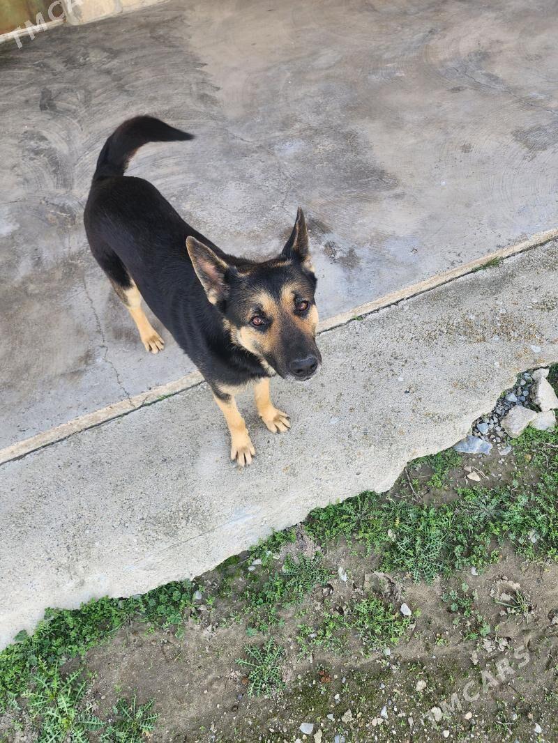 Awcarka - Gyzylarbat - img 1