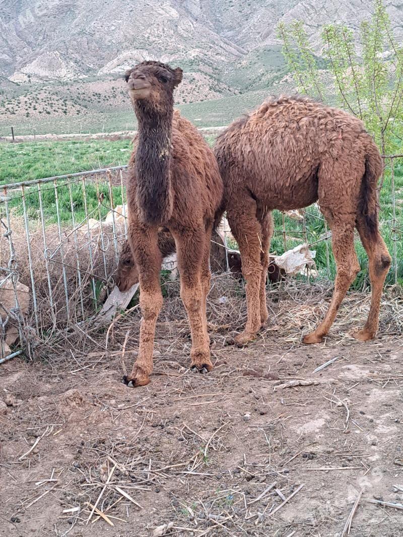 torum - Гызыларбат - img 1