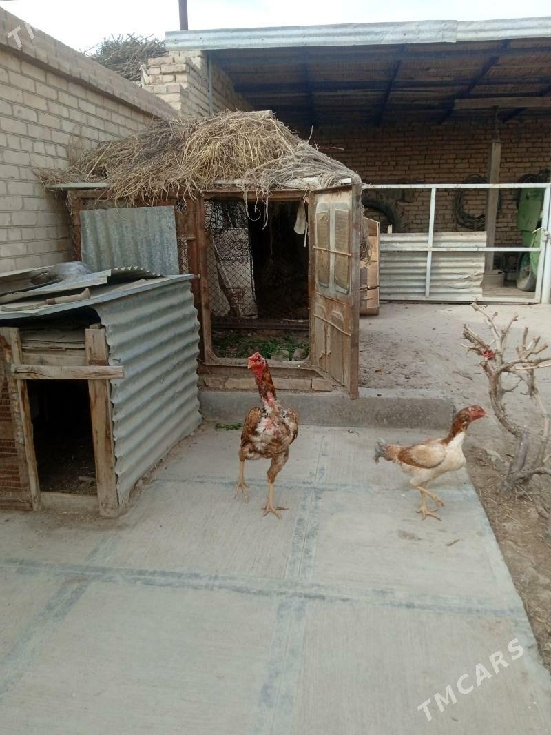 baysov horaz - Türkmenabat - img 1