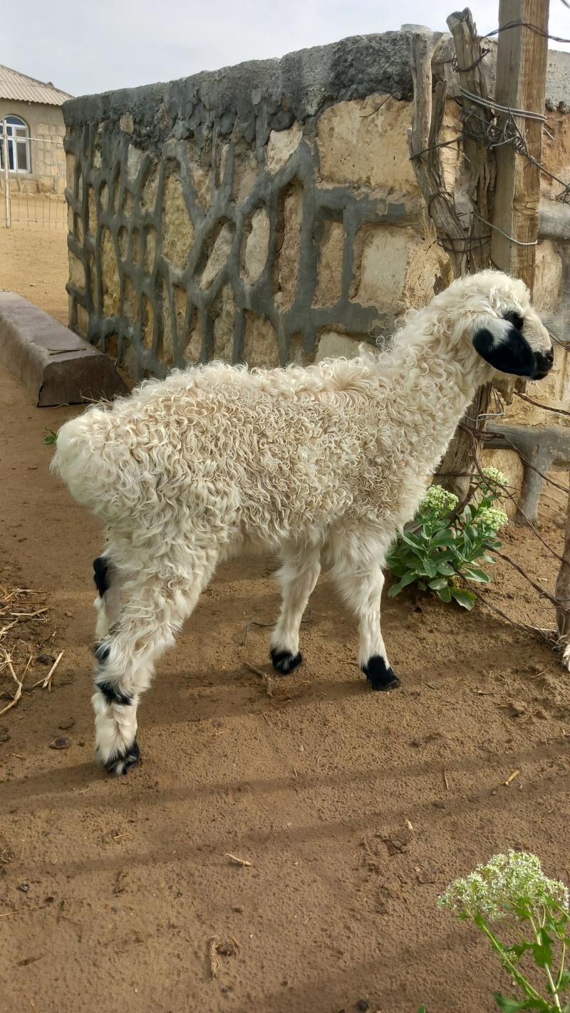 guzy - Балканабат - img 1