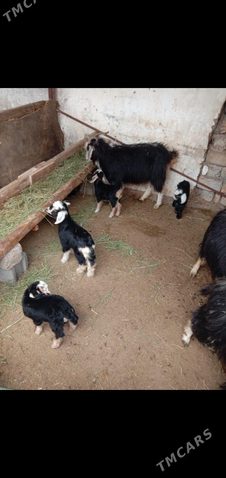 Ekiz Owlak geci - Гарадамак - img 1